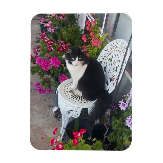Ímã Tuxedo Cat Flowers Bonito Gatos Gatos Cartão de An (Vertical)