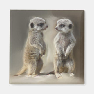 Imã Twin baby Meerkats