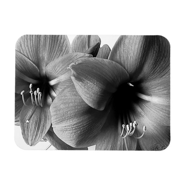 Ímã Two Amaryllis Flowers Photo (Horizontal)