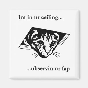 Imã Ubservin u do gato do teto…