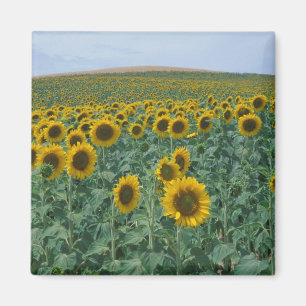Imã UE, França, Provença, Campo de girassol