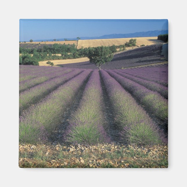 Imã UE, França, Provença, Campos de lavanda 2 (Frente)