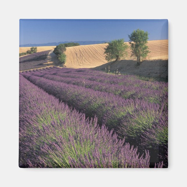 Imã UE, França, Provença, Campos de lavanda 3 (Frente)
