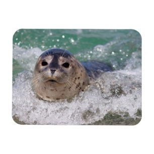 Ímã Um bebê foca surfando