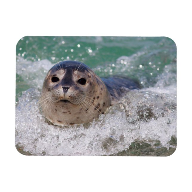 Ímã Um bebê foca surfando (Horizontal)