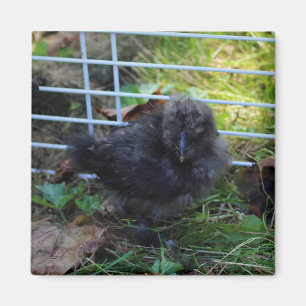 Imã Um bebê Silkie