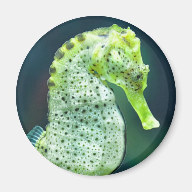 Imã Um Belo Cavalo de Knysna (Frente)