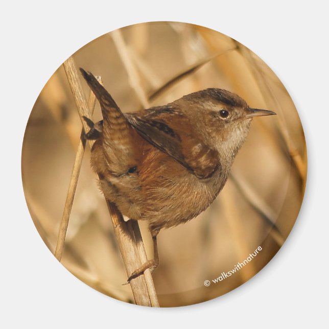 Imã Um belo Marsh Wren em... onde mais? (Frente)
