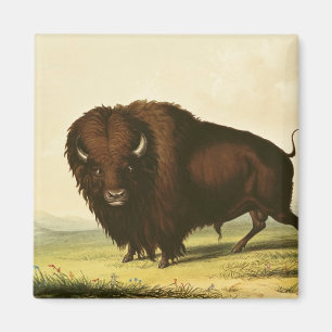 Imã Um bisonte, c.1832