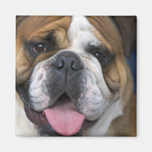 Imã Um bulldog inglês na Bélgica.