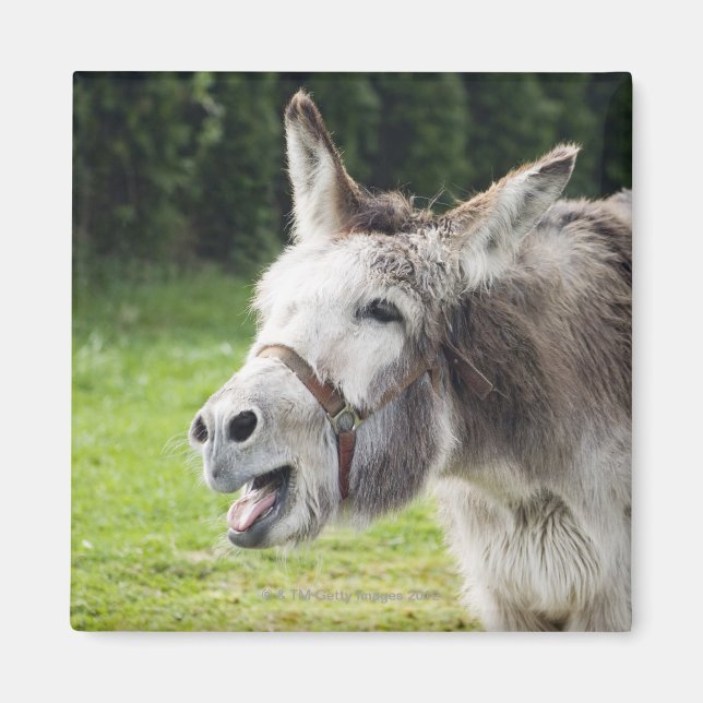Imã Um burro (Frente)