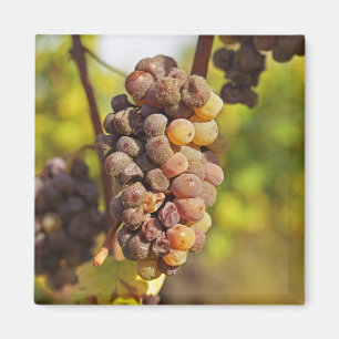 Imã Um cacho de uva Semillon mofado no Ch Raymond Lafo