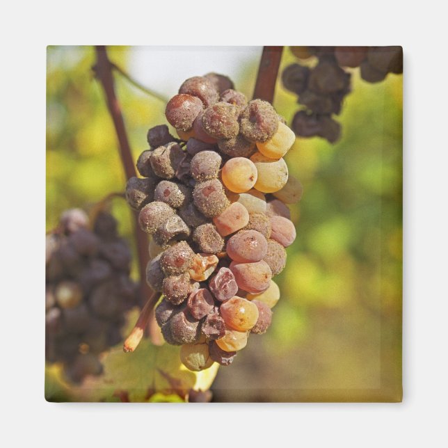 Imã Um cacho de uva Semillon mofado no Ch Raymond Lafo (Frente)
