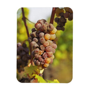 Ímã Um cacho de uva Semillon mofado no Ch Raymond Lafo