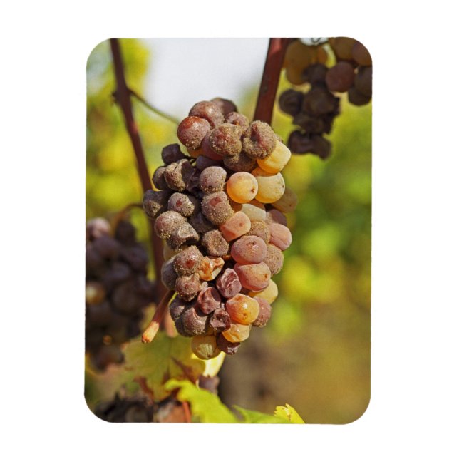 Ímã Um cacho de uva Semillon mofado no Ch Raymond Lafo (Vertical)