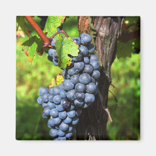 Imã Um cacho de uvas merlot maduras numa videira com