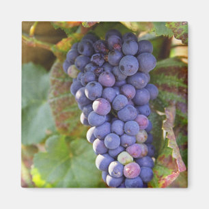 Imã Um cacho de uvas Pinot Noir em um Chambertin