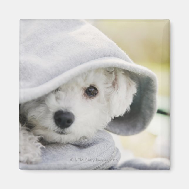 Imã um cachorro branco vestindo um capô de camisa (Frente)