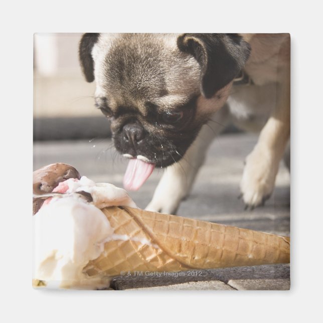 Imã Um cachorro comendo um sorvete de um pavimento (Frente)