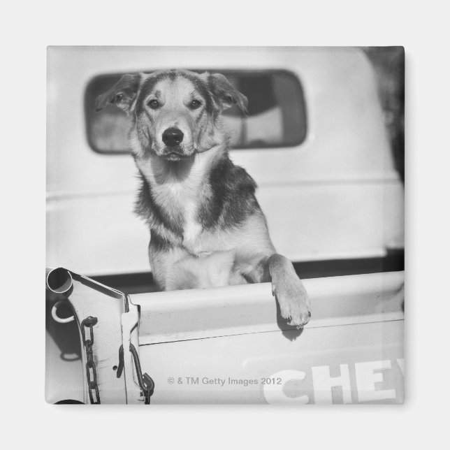 Imã Um cachorro no carro. (Frente)