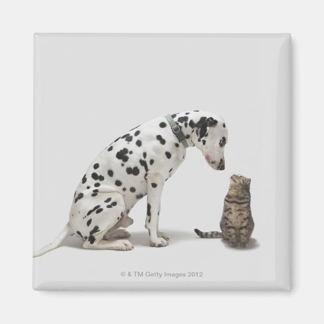 Imã Um cachorro olhando um gato (Frente)