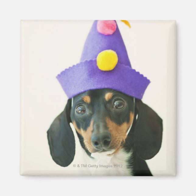 Imã Um cachorro vestindo um chapéu engraçado (Frente)