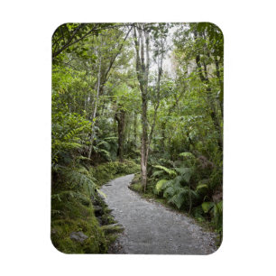 Ímã Um caminho através de uma floresta tropical na bas