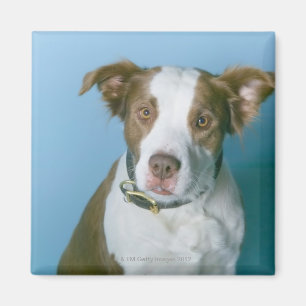 Imã Um cão
