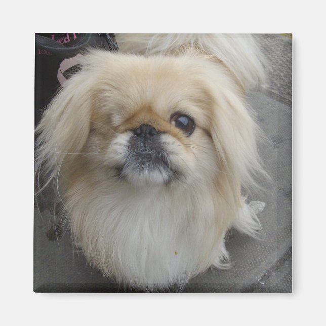 Imã um cão de olhos (Frente)