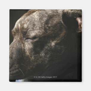 Imã Um cão do pitbull do sono