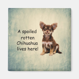 Imã Um Cão Rotten Chihuahua mimado vive aqui