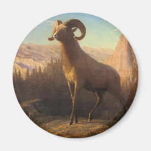 Imã um carneiro das montanhas rochosas, Bierstadt Albe