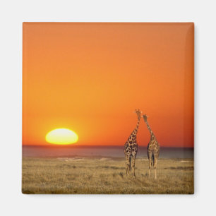 Imã Um casal de girafas caminha para o pôr do sol, em