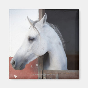 Imã Um cavalo (equídeos)