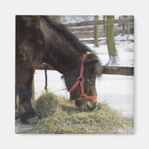 Imã Um cavalo nativo original de Gotland onde