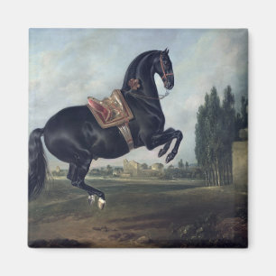 Imã Um cavalo preto que executa o Courbette