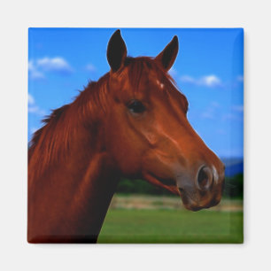 Imã Um cavalo que está orgulhoso