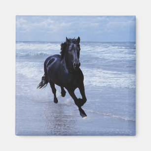 Imã Um cavalo selvagem e livre