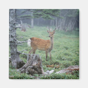 Imã Um cervo novo em um esclarecimento da floresta