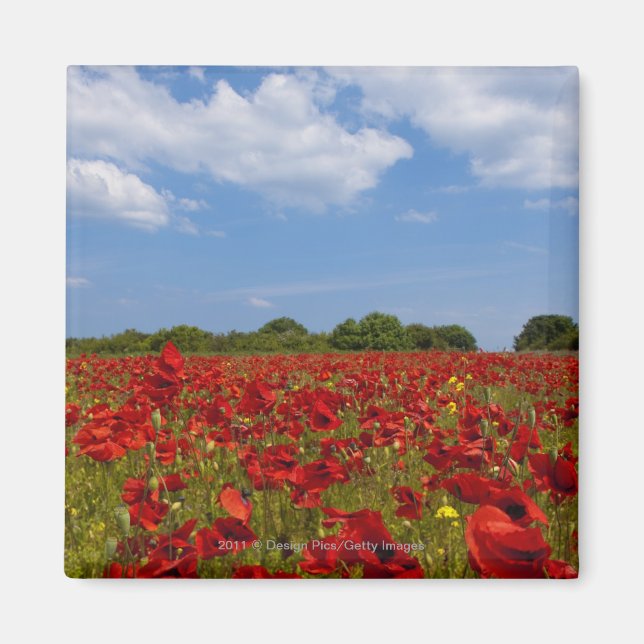 Imã Um Cheio De Campo De Flores Vermelhas (Frente)