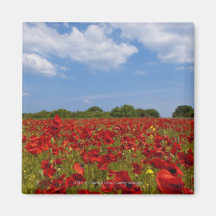 Imã Um cheio do campo de flores vermelhas