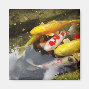 Imã Um cheio fluvial de carpas koi japonesas