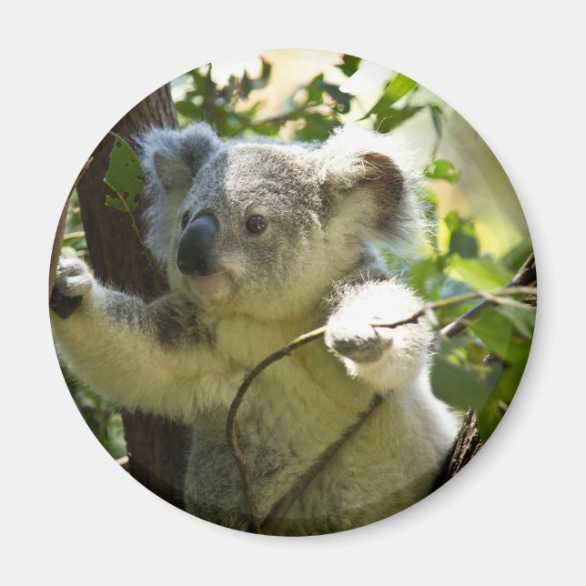Imã Um coala bebê surpreendentemente fofo em uma árvor (Frente)