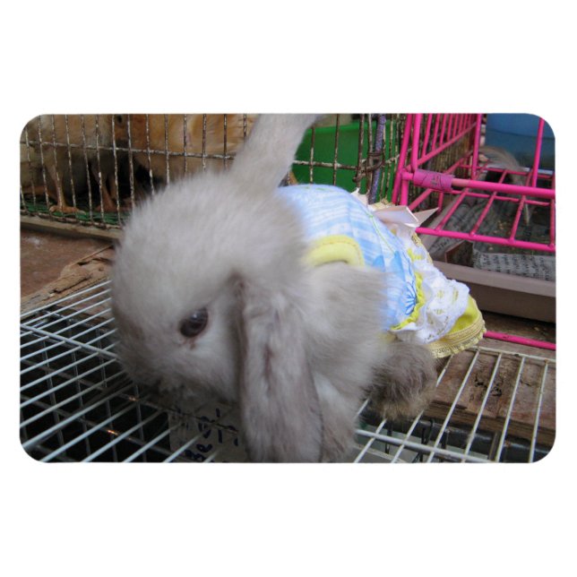 Ímã Um coelho num vestido (Horizontal)