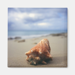 Imã Um Conch Shell no St. Croix da praia , Usvi