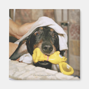Imã Um dachshund que está sendo banhado