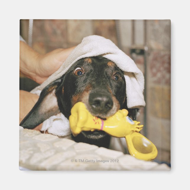 Imã Um dachshund sendo banhado. (Frente)