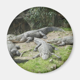 Imã Um dia no Zoo 3 Magnet