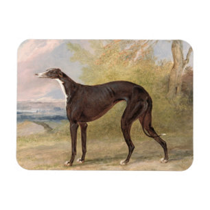 Ímã Um dos galgos de vencimento do Fox da pista de