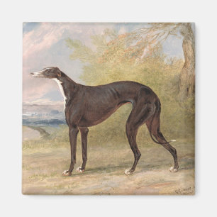 Imã Um dos galgos de vencimento do Fox da pista de